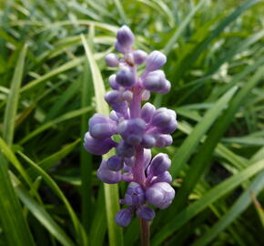 Liriope 'Ingwersen' - Liriope muscari 'Ingwersen'