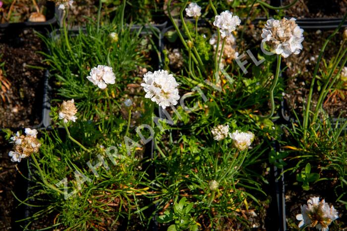 Trávnička přímořská 'Armada White' - Armeria maritima 'Armada White'