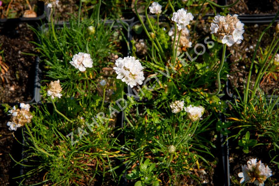 Trávnička přímořská 'Armada White' - Armeria maritima 'Armada White'