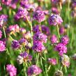 Trávnička přímořská 'Armada Rose' - Armeria maritima 'Armada Rose'