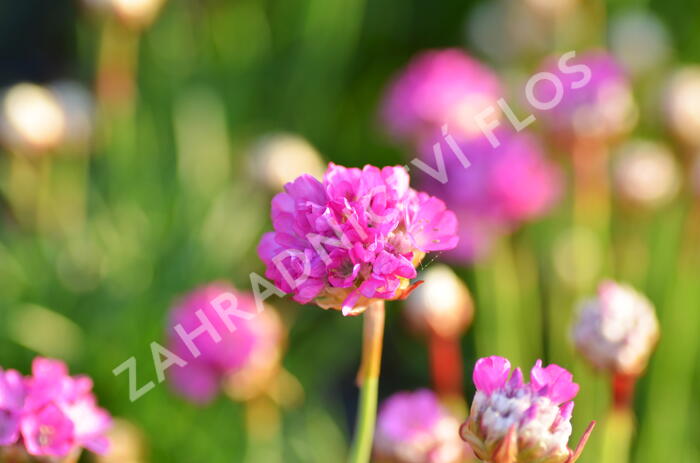 Trávnička přímořská 'Armada Rose' - Armeria maritima 'Armada Rose'