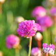 Trávnička přímořská 'Armada Rose' - Armeria maritima 'Armada Rose'