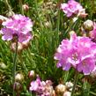 Trávnička přímořská 'Armada Rose' - Armeria maritima 'Armada Rose'