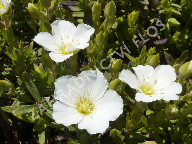 Písečnice horská 'Blizzard' - Arenaria montana 'Blizzard'