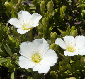 Písečnice horská 'Blizzard' - Arenaria montana 'Blizzard'