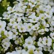 Huseník kavkazský 'Little Treasure White' - Arabis caucasica 'Little Treasure White'