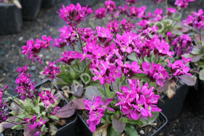 Huseník brvolistý 'Rose Delight' - Arabis blepharophylla 'Rose Delight'