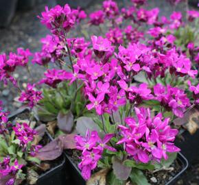 Huseník brvolistý 'Rose Delight' - Arabis blepharophylla 'Rose Delight'