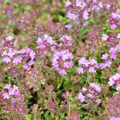 Mateřídouška 'Minor' 4 - Thymus praecox 'Minor' 4