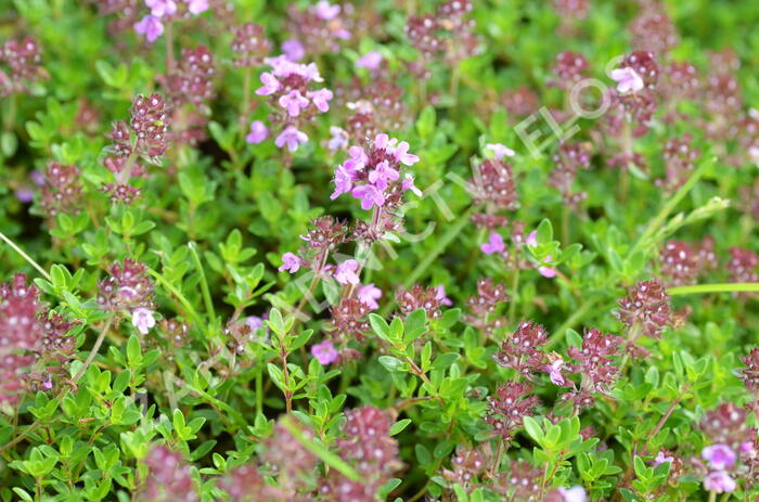 Mateřídouška 'Minor' 3 - Thymus praecox 'Minor' 3