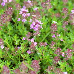 Mateřídouška 'Minor' 3 - Thymus praecox 'Minor' 3