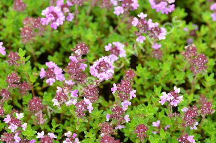 Mateřídouška 'Minor' 1 - Thymus praecox 'Minor' 1