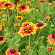 Kokarda osinatá 'Arizona Sun' - Gaillardia aristata 'Arizona Sun'