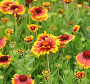 Kokarda osinatá 'Arizona Sun' - Gaillardia aristata 'Arizona Sun'