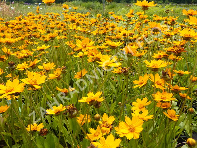 Krásnoočko 'Nana' - Coreopsis auriculata 'Nana'