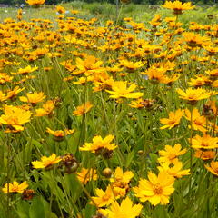 Krásnoočko 'Nana' - Coreopsis auriculata 'Nana'