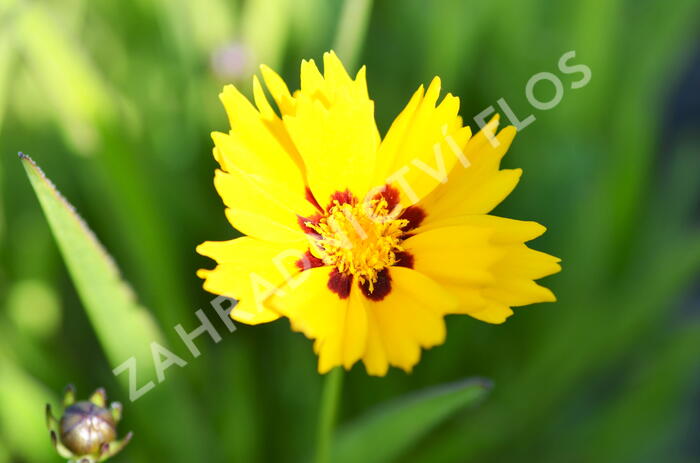 Krásnoočko 'Sunfire' - Coreopsis lanceolata 'Sunfire'