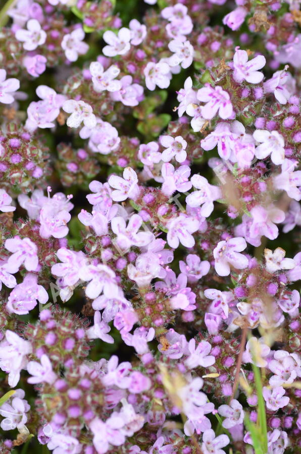 Mateřídouška úzkolistá 'Rasta' - Thymus serpyllum 'Rasta'