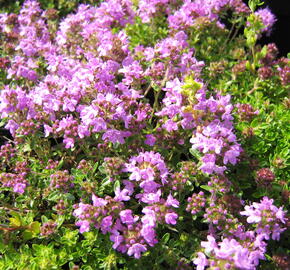 Mateřídouška úzkolistá 'Minor Roseum' - Thymus serpyllum 'Minor Roseum'