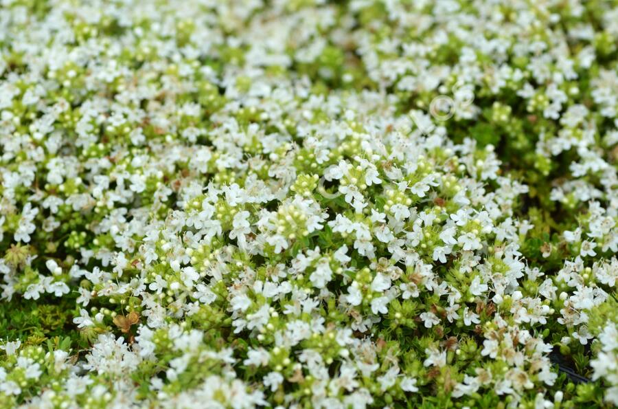 Mateřídouška úzkolistá 'Minor Album' - Thymus serpyllum 'Minor Album'