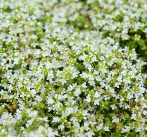 Mateřídouška úzkolistá 'Minor Album' - Thymus serpyllum 'Minor Album'