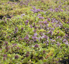 Mateřídouška úzkolistá 'Magic Carpet' - Thymus serpyllum 'Magic Carpet'