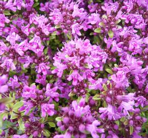 Mateřídouška úzkolistá 'Coccineum' - Thymus serpyllum 'Coccineum'