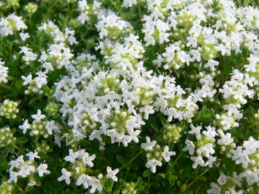 Mateřídouška úzkolistá 'Amade' - Thymus serpyllum 'Amade'