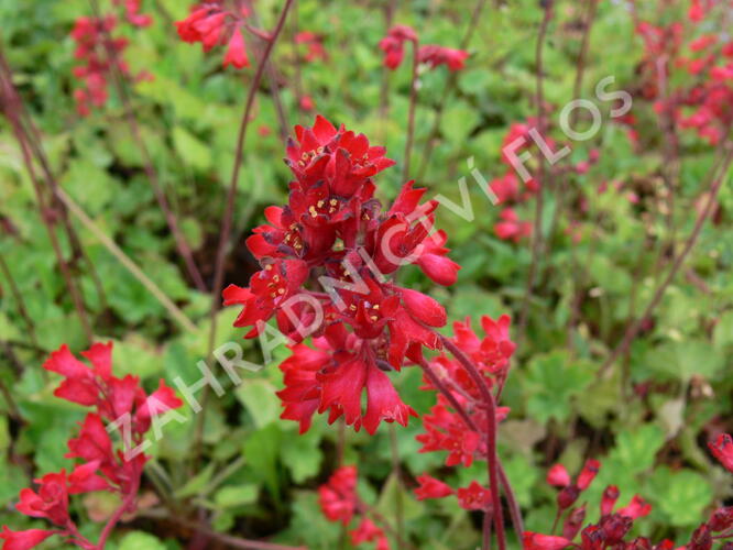 Dlužicha 'Leuchtkäfer' - Heuchera sanguinea 'Leuchtkäfer'