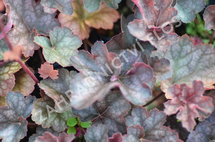 Dlužicha 'Regina' - Heuchera 'Regina'