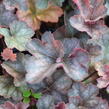 Dlužicha 'Regina' - Heuchera 'Regina'