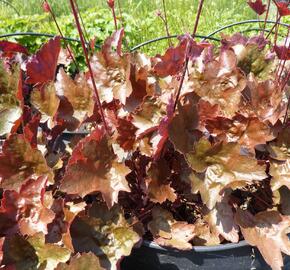 Dlužicha 'Rachel' - Heuchera 'Rachel'