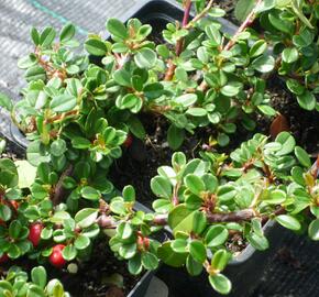 Skalník zimostrázolistý 'Nana' - Cotoneaster buxifolia 'Nana'