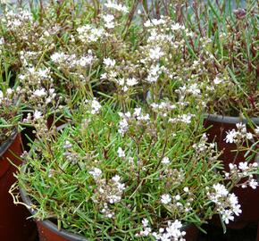 Šater svazčitý písečný 'Silverstar' - Gypsophila fastigiata 'Silverstar'