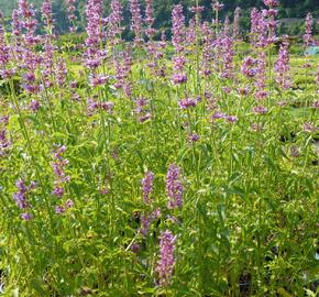 Agastache mexická - Agastache mexicana