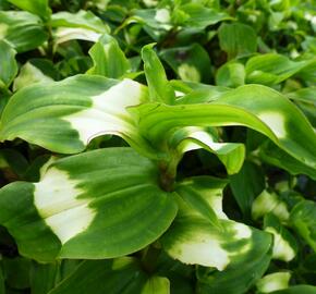 Podeňka Andersonova 'Blushig Bride' - Tradescantia andersoniana 'Blushig Bride'