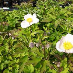 Sasanka hupejská  'Pink Saucer' - Anemone hupehensis 'Pink Saucer'