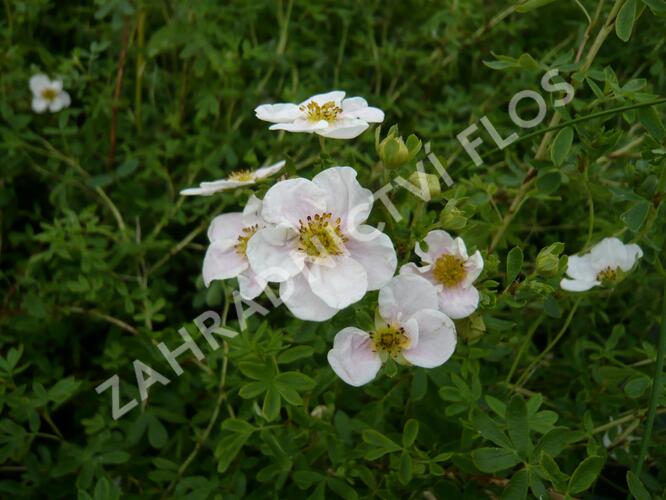 Mochna křovitá 'Pink Queen' - Potentilla fruticosa 'Pink Queen'