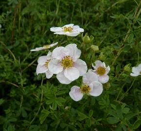 Mochna křovitá 'Pink Queen' - Potentilla fruticosa 'Pink Queen'