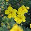 Mochna křovitá 'Goldstar' - Potentilla fruticosa 'Goldstar'