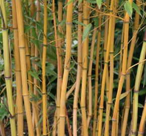 Bambus 'Aureocaulis' - Phyllostachys aureosulcata 'Aureocaulis'