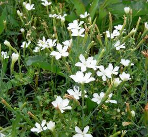 Hvozdík kropenatý 'Albus' - Dianthus deltoides 'Albus'