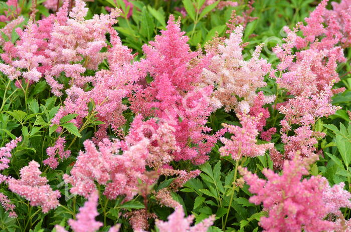 Čechrava Arendsova 'Astary Light Rose' - Astilbe arendsii 'Astary Light Rose'