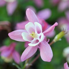 Orlíček vějířovitý 'Cameo Red White' - Aquilegia flabellata 'Cameo Red White'