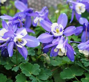 Orlíček vějířovitý 'Cameo Blue White' - Aquilegia flabellata 'Cameo Blue White'