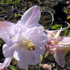 Orlíček 'Biedermeier' - Aquilegia caerulea 'Biedermeier'