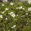 Sasanka lesní - Anemone sylvestris