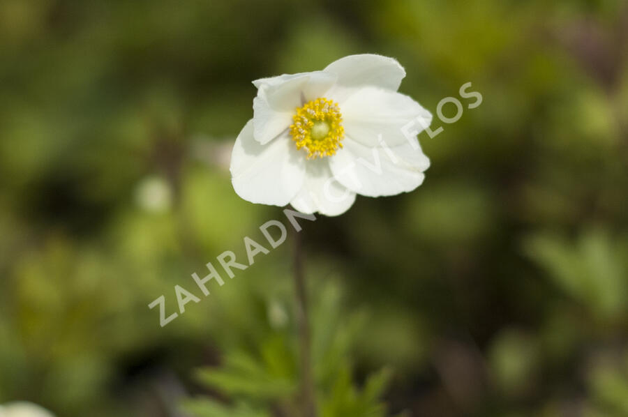 Sasanka lesní - Anemone sylvestris