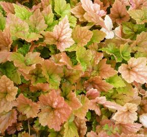 Mitrovnička 'Tiger Stripe' - Tiarella cordifolia 'Tiger Stripe'