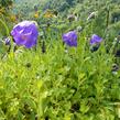 Zvonek 'G.F.Wilson' - Campanula pulloides 'G.F.Wilson'